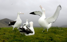 Grand albatros